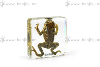 创新教学实践 蟾蜍包埋标本在生物教育中的研发与应用